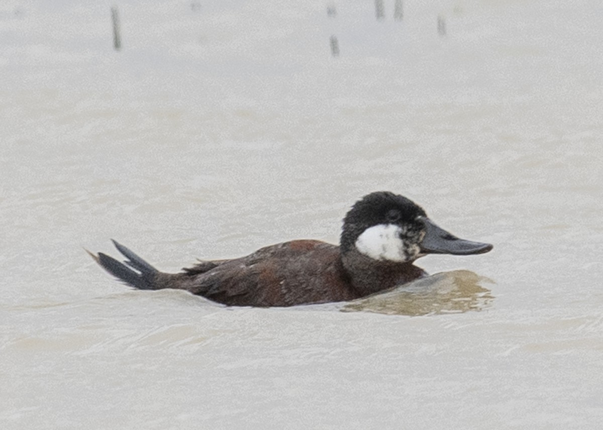 Ruddy Duck - ML148192291