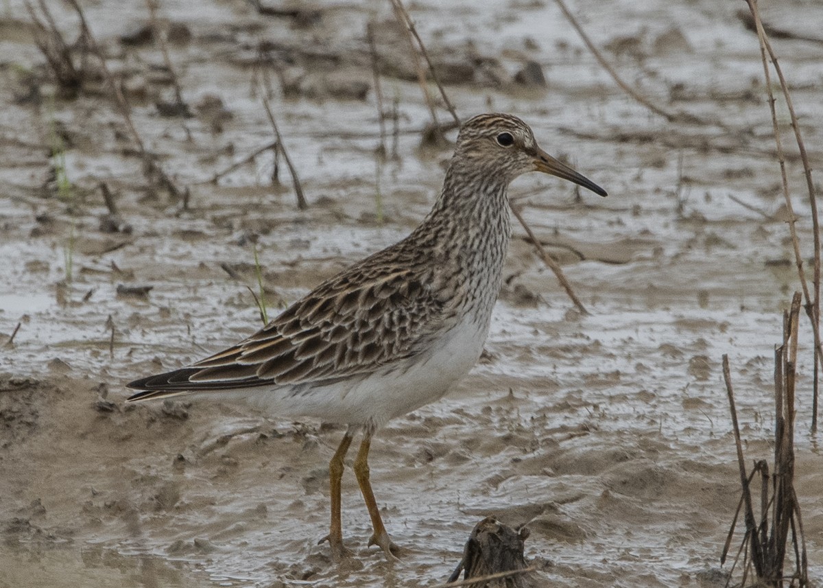 Pectoral Sandpiper - ML148192521