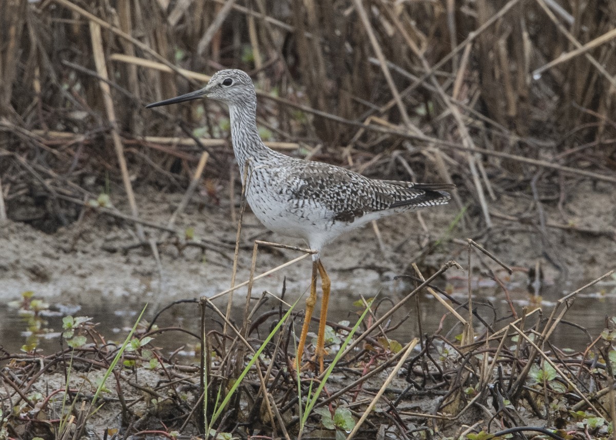 Greater Yellowlegs - ML148192811