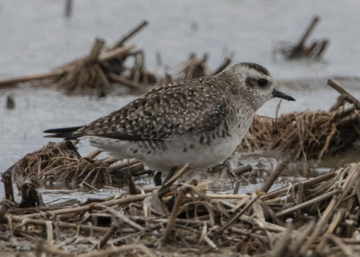 American Golden-Plover - ML148193041