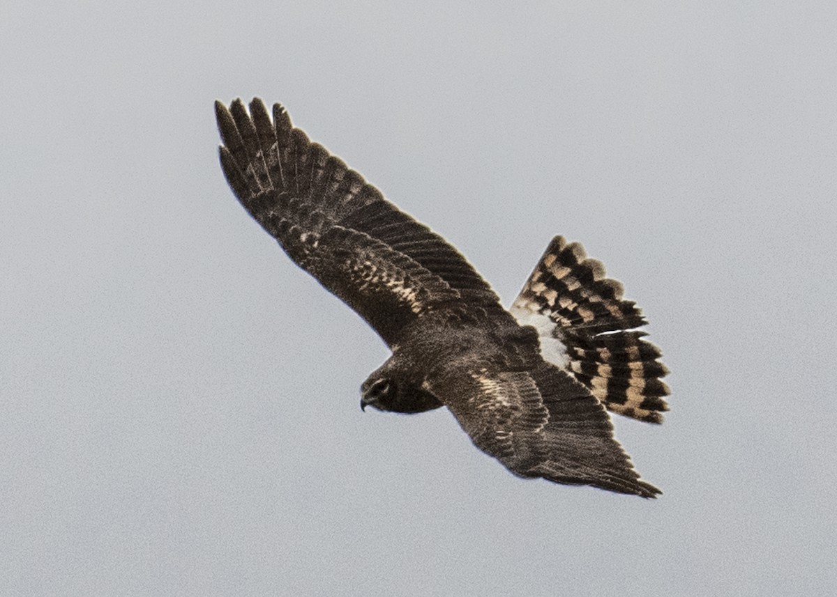 Northern Harrier - ML148193351