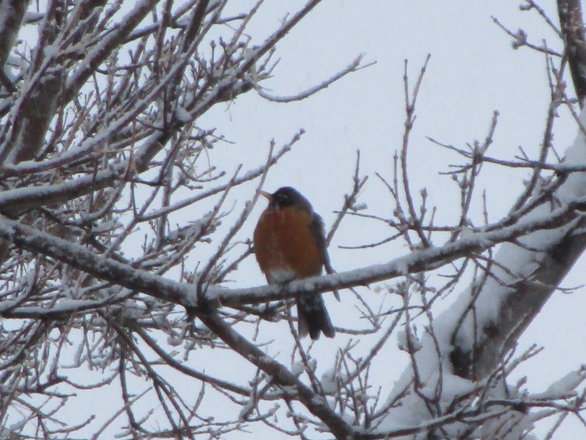 American Robin - ML148193491