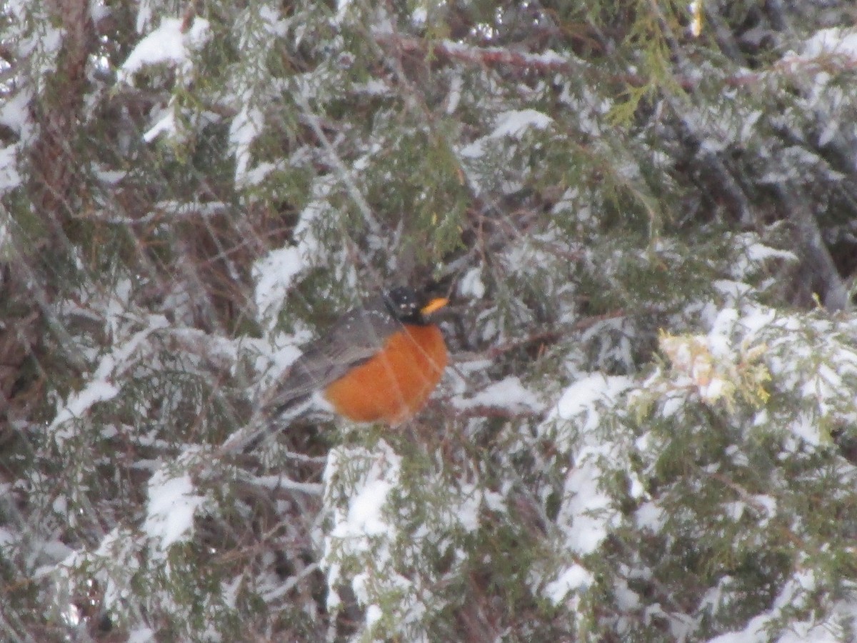 American Robin - ML148193501