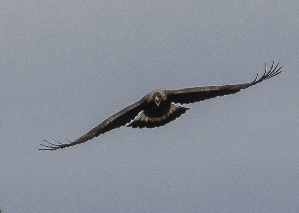 Golden Eagle - Michael Linz