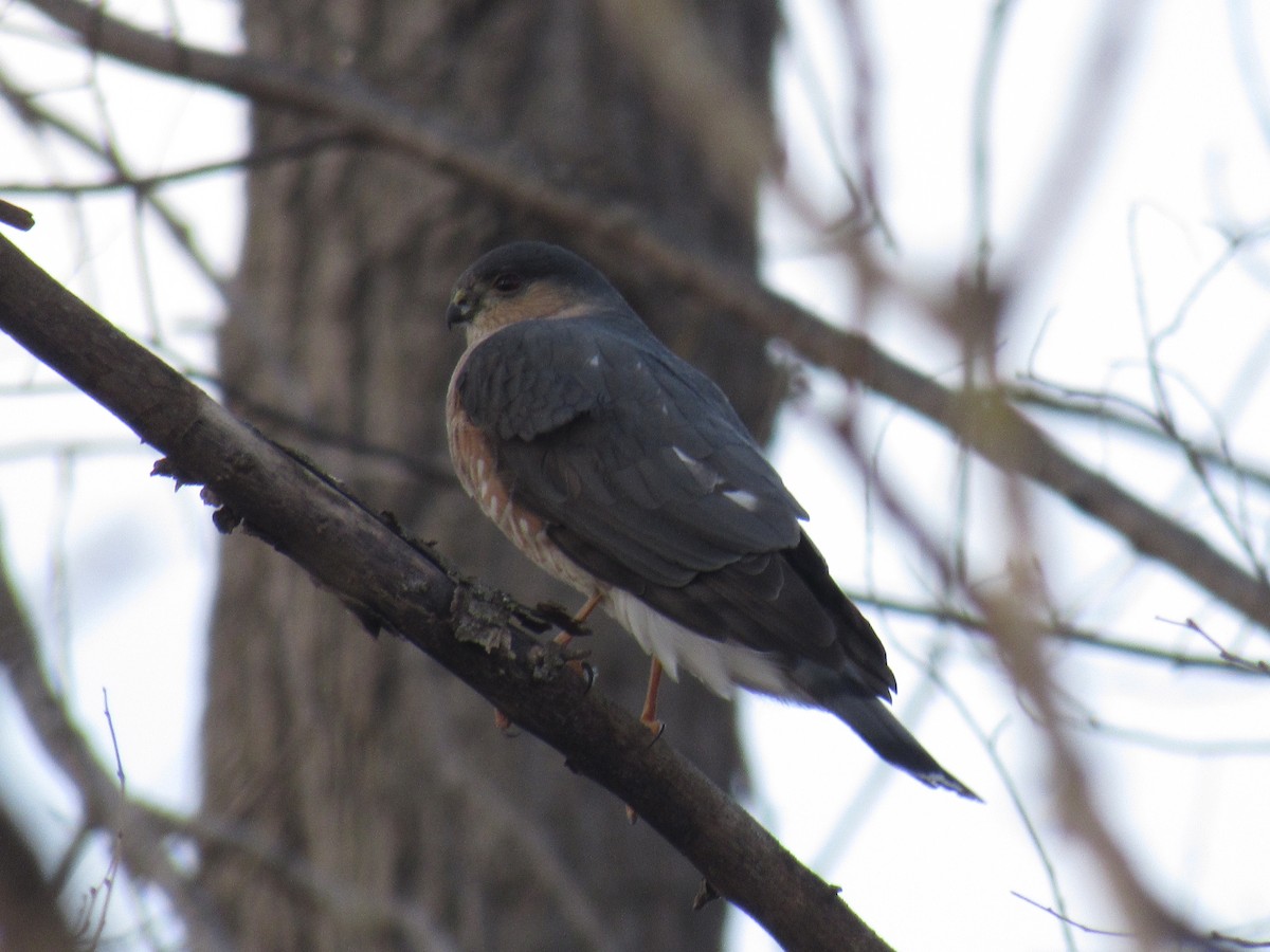 Sharp-shinned Hawk - ML148194551