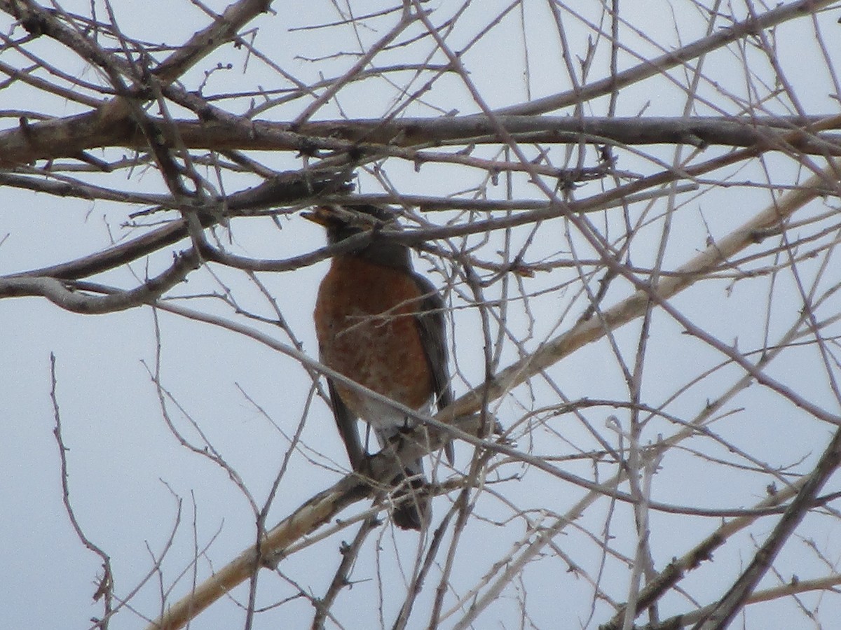American Robin - ML148195901