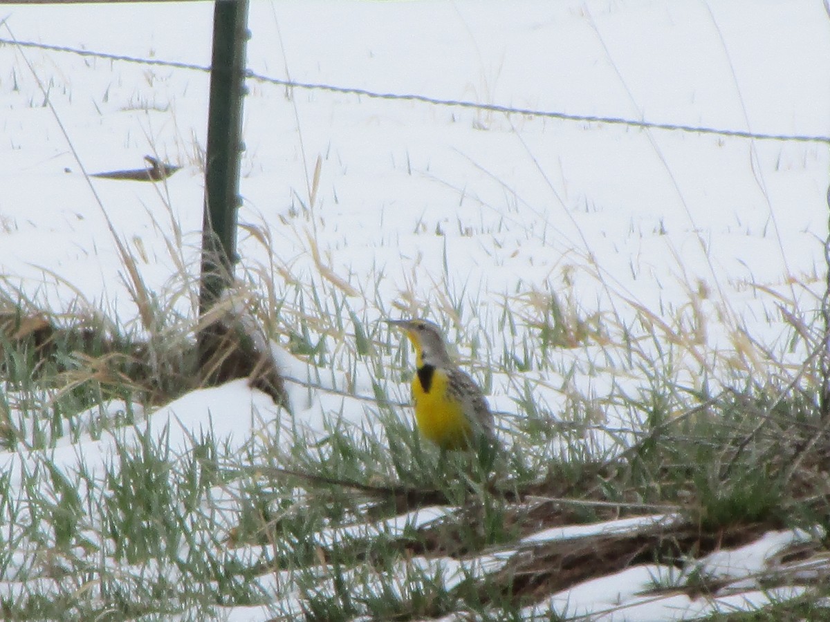 Western Meadowlark - ML148196321