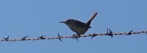 House Wren - ML148196421