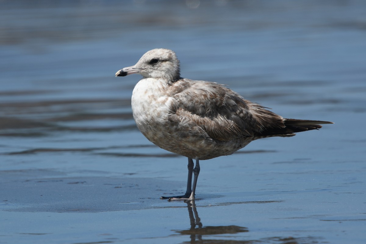 California Gull - ML148196771