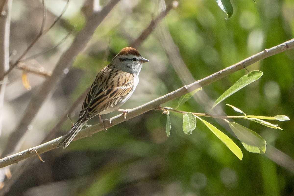 Chipping Sparrow - ML148197601