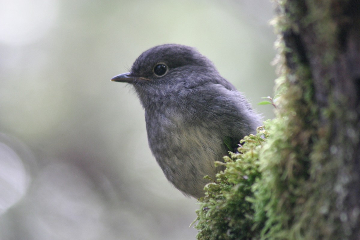 South Island Robin - Nige Hartley