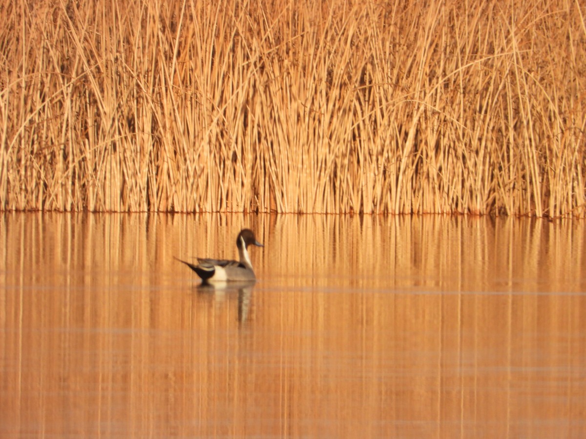 Northern Pintail - Andrew Hyland