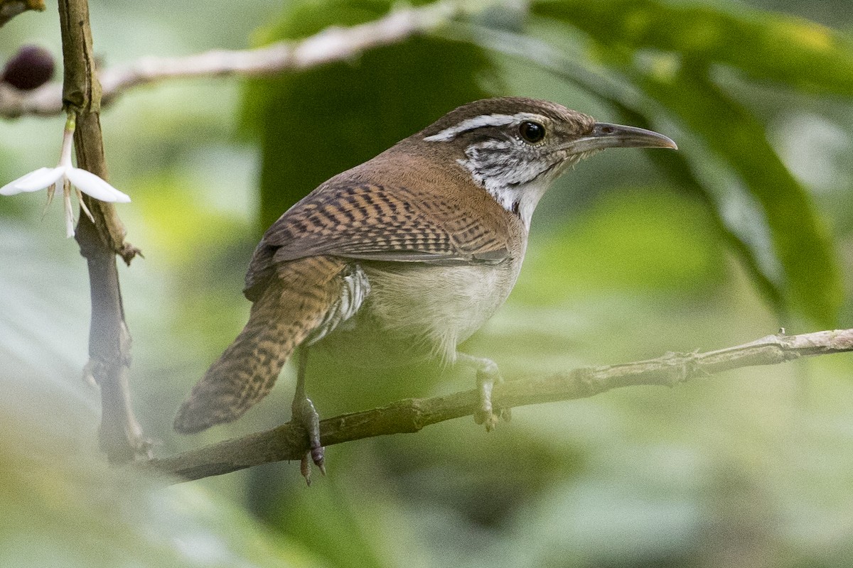 Niceforo's Wren - Robert Lockett