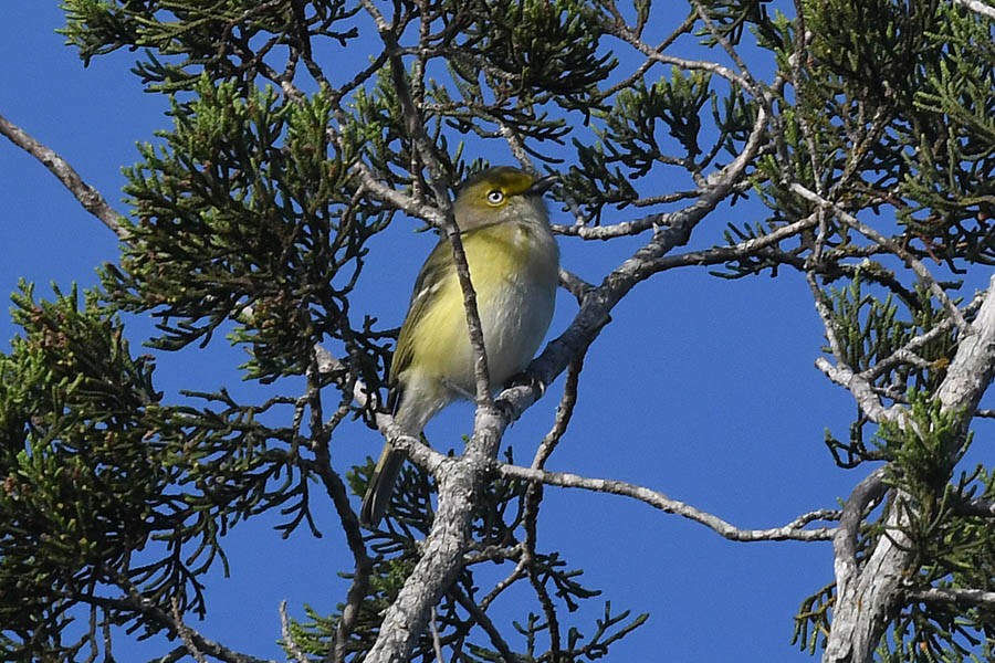 Ak Gözlü Vireo - ML148199901