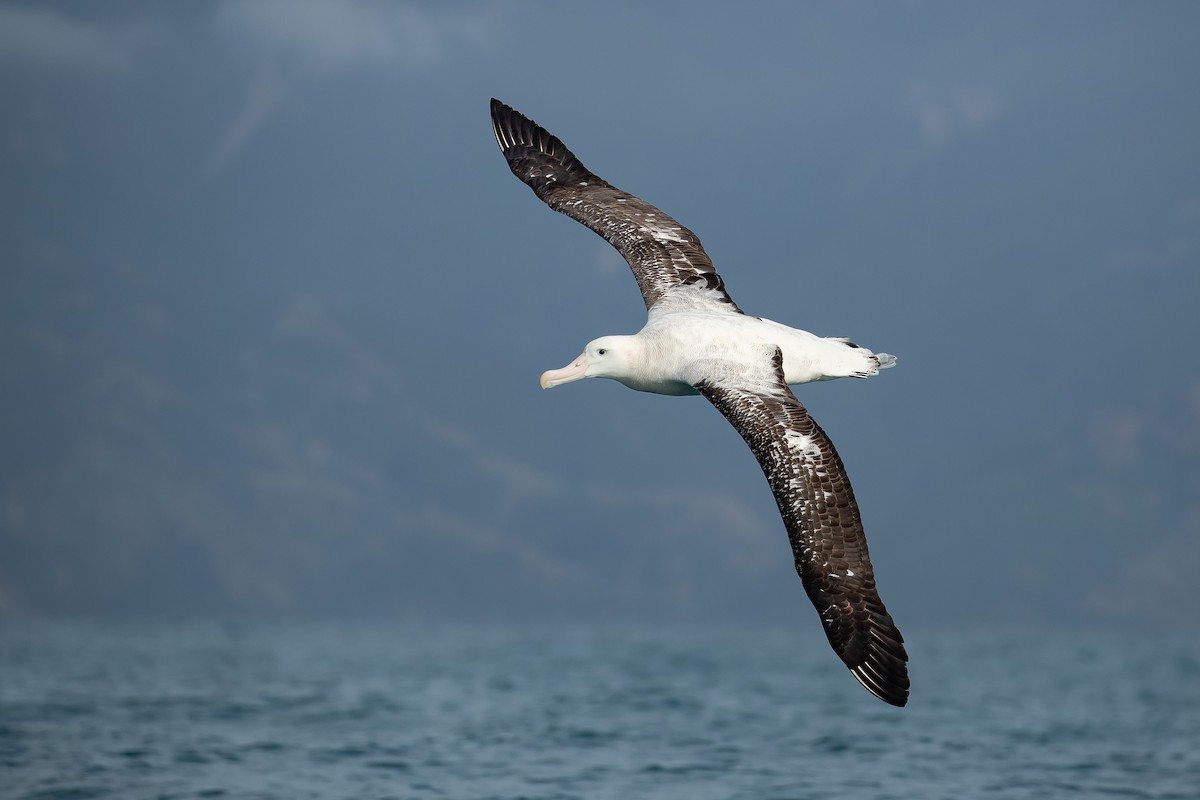 Snowy/Tristan/Antipodean Albatross - Dorian Anderson
