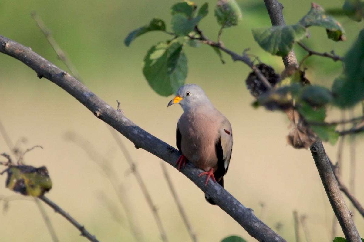 Croaking Ground Dove - ML148200291