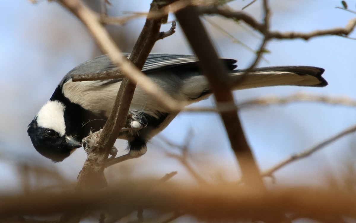 Asian Tit (Cinereous) - ML148201801