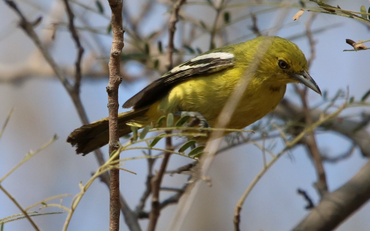 Common Iora - Bhaarat Vyas