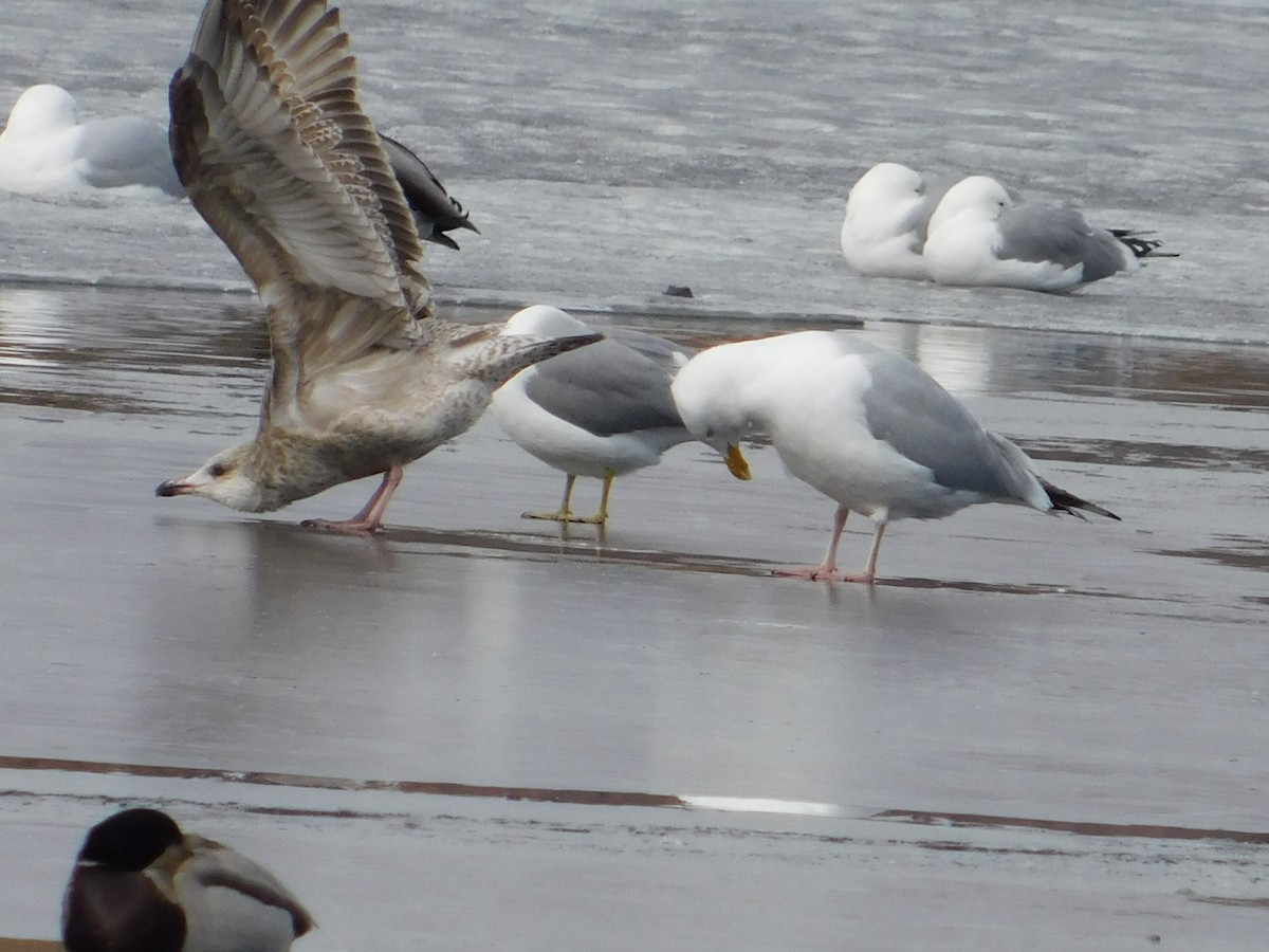 Herring Gull - ML148204361