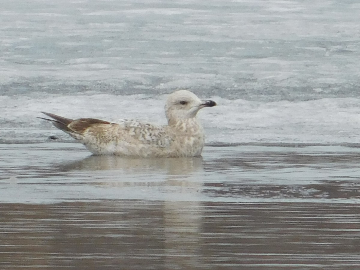 Herring Gull - ML148204891