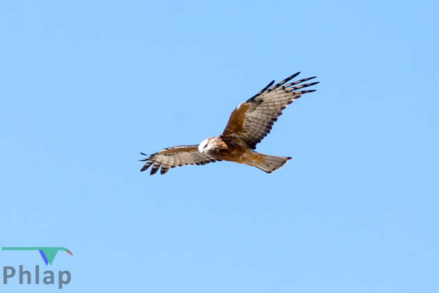 Square-tailed Kite - ML148206071