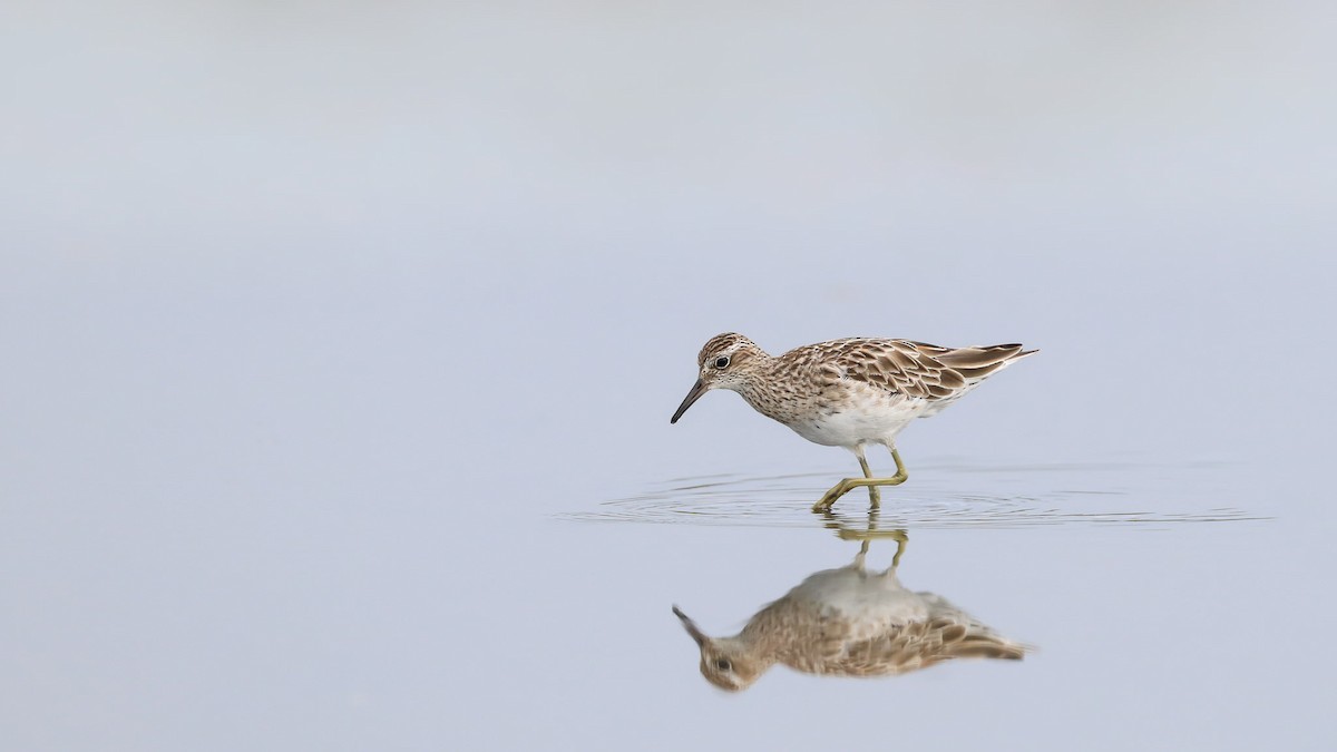 Sharp-tailed Sandpiper - ML148208441