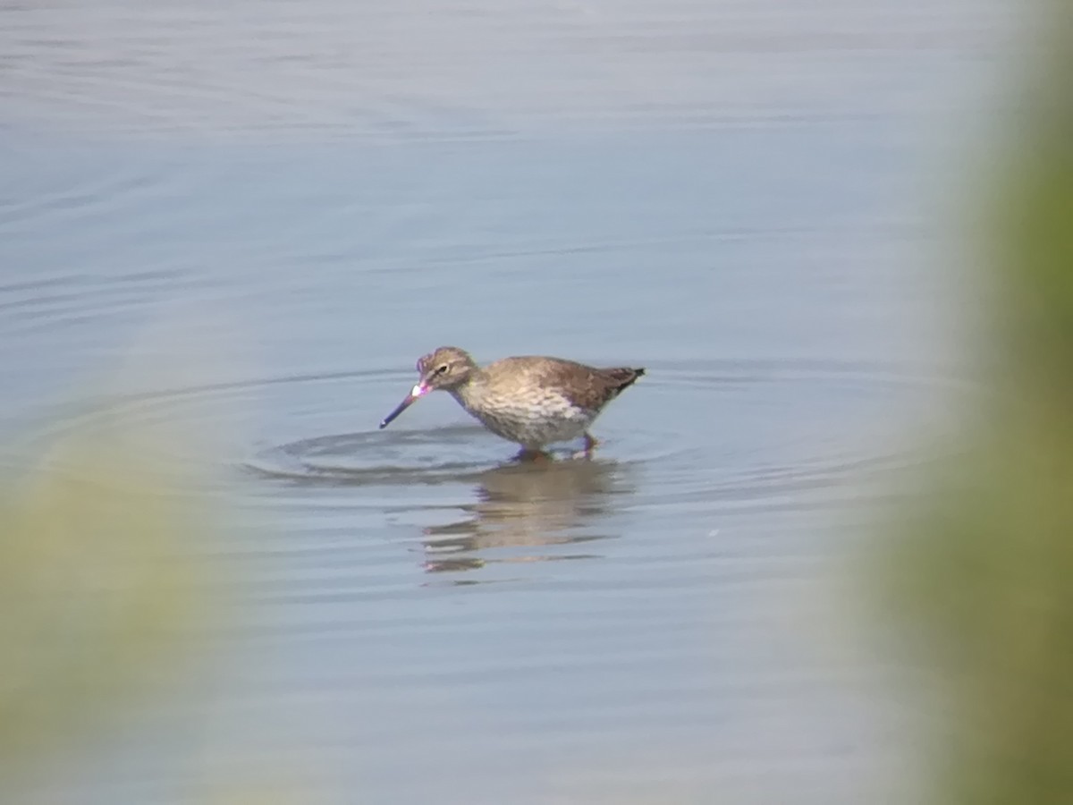 Common Redshank - ML148209501