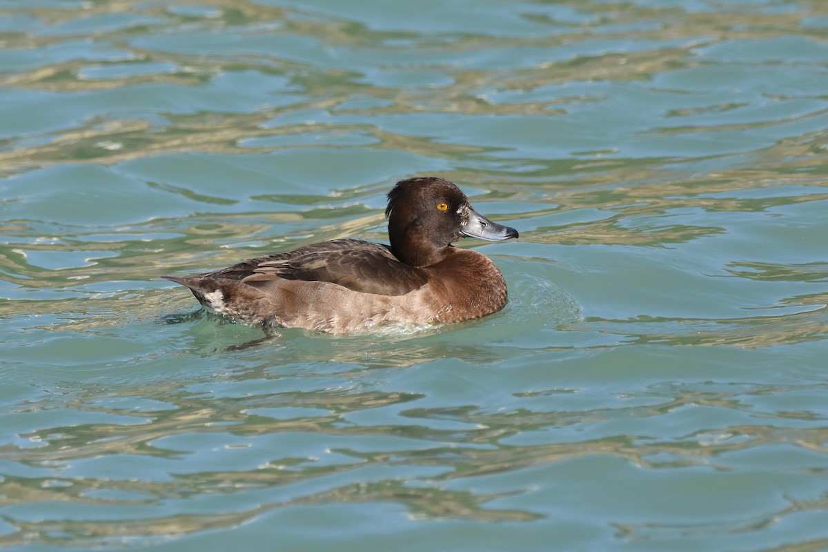 Tufted Duck - Santiago Caballero Carrera