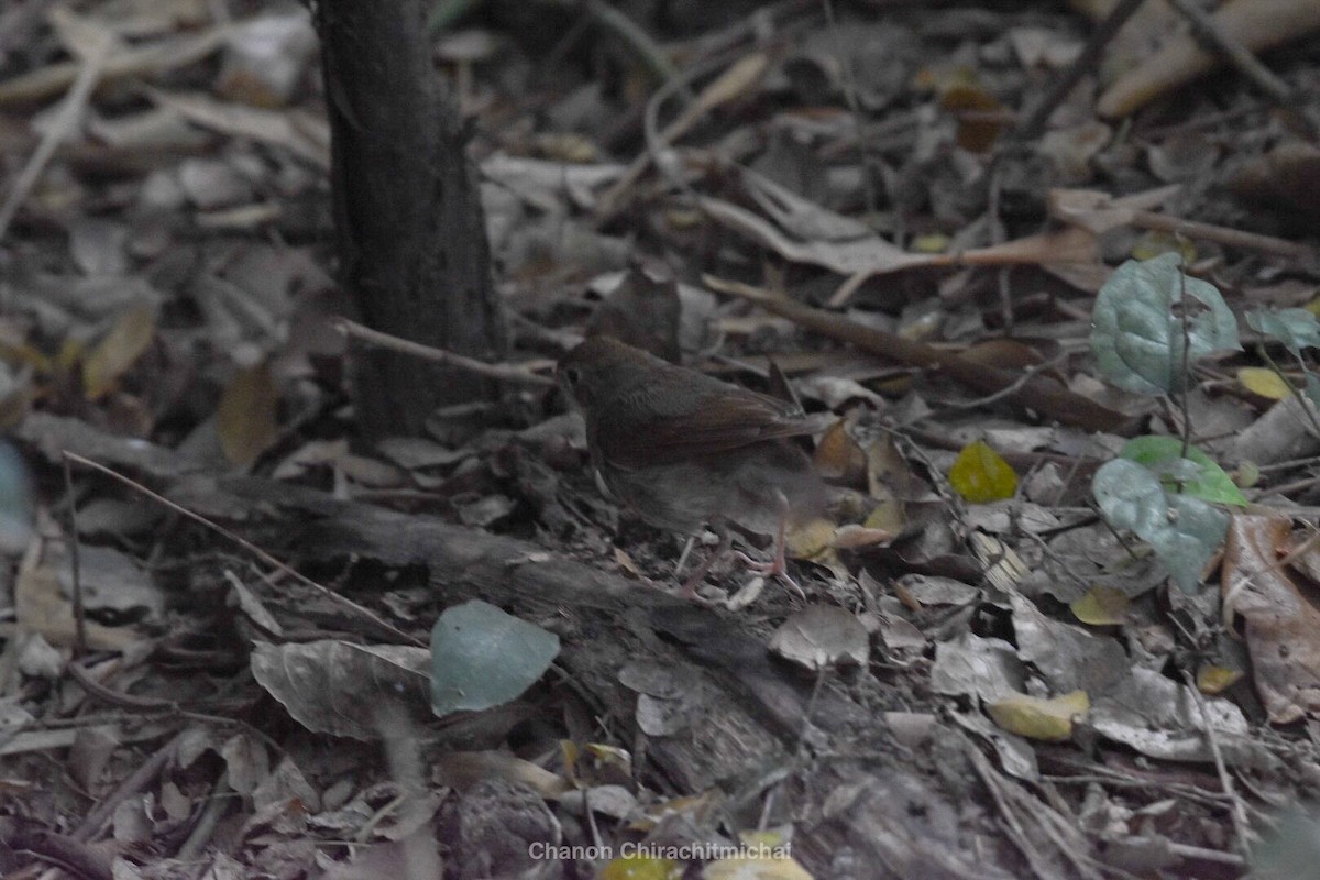 Siberian Blue Robin - ML148210581