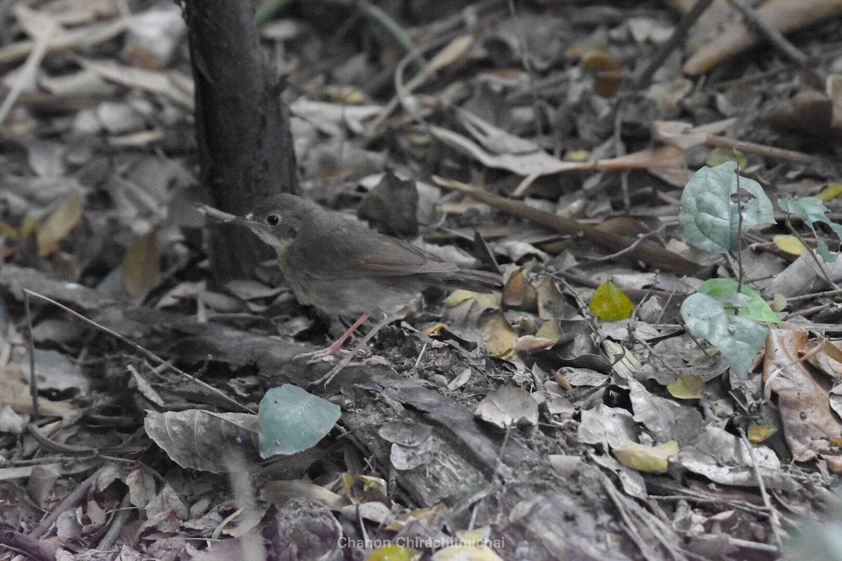 Siberian Blue Robin - ML148210591