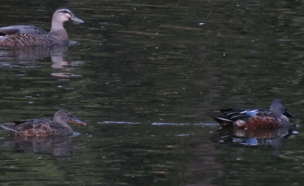 Australasian Shoveler - ML148210601