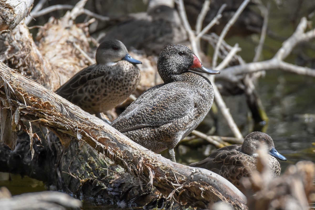 Freckled Duck - Geoffrey Groom