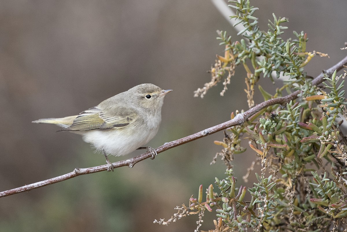 Eastern Bonelli's Warbler - Johanna Beam