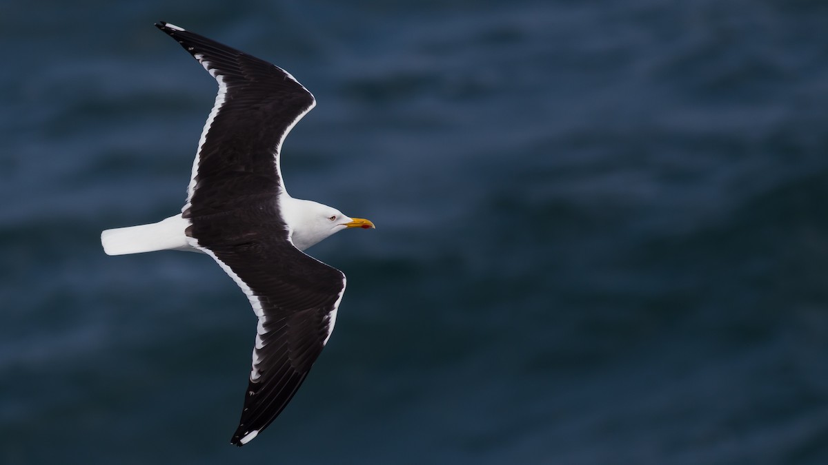 Lesser Black-backed Gull - Turhan Alak