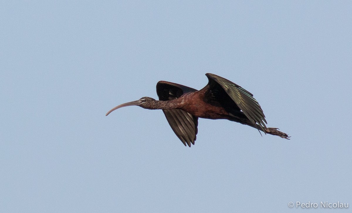 ibis hnědý - ML148215011