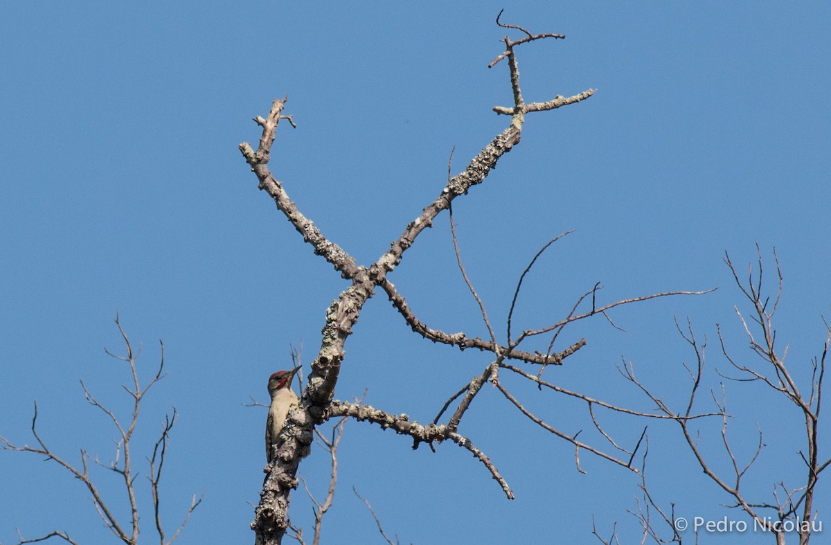 Iberian Green Woodpecker - ML148215491
