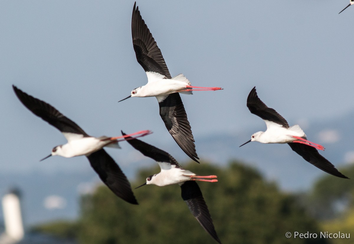 Black-winged Stilt - ML148215701