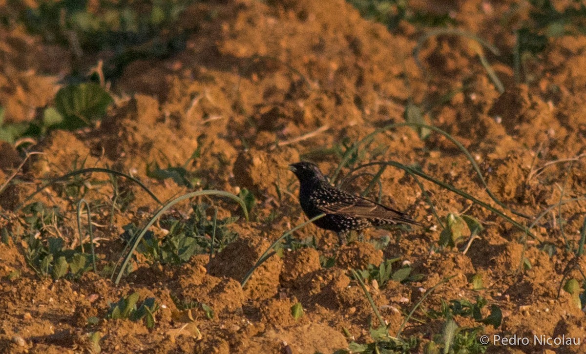 European Starling - ML148215991