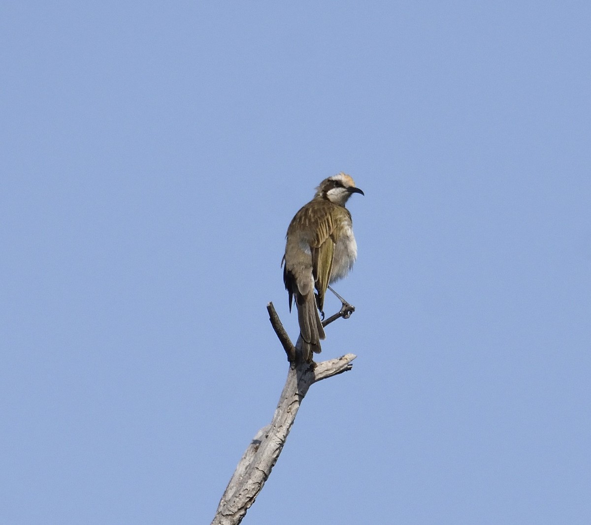 Tawny-crowned Honeyeater - ML148216641