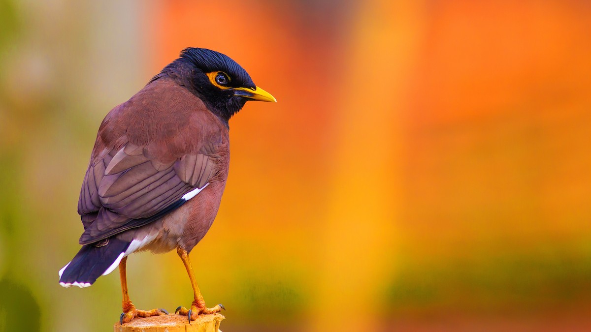 Common Myna - ML148216861