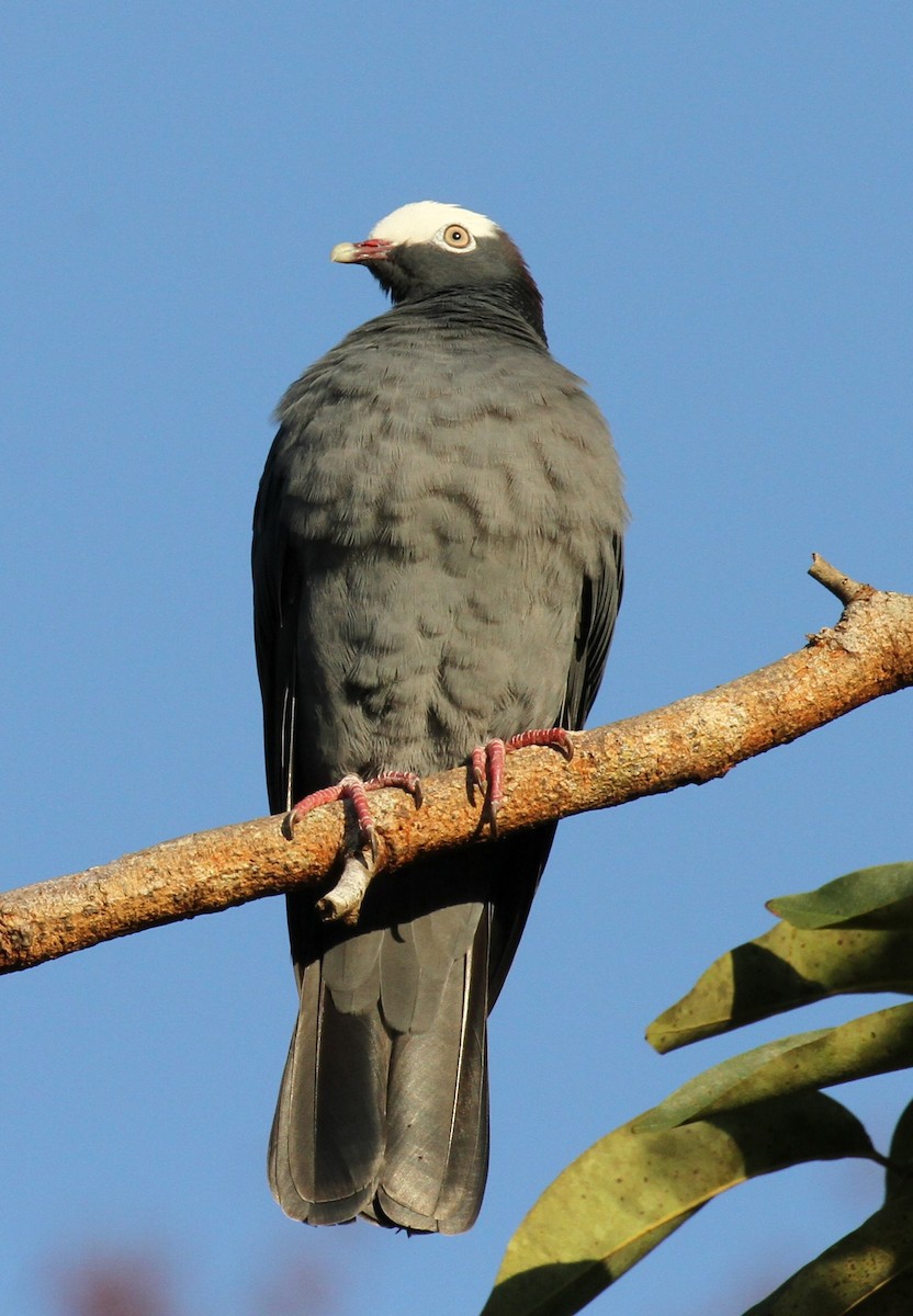 Pigeon à couronne blanche - ML148216871