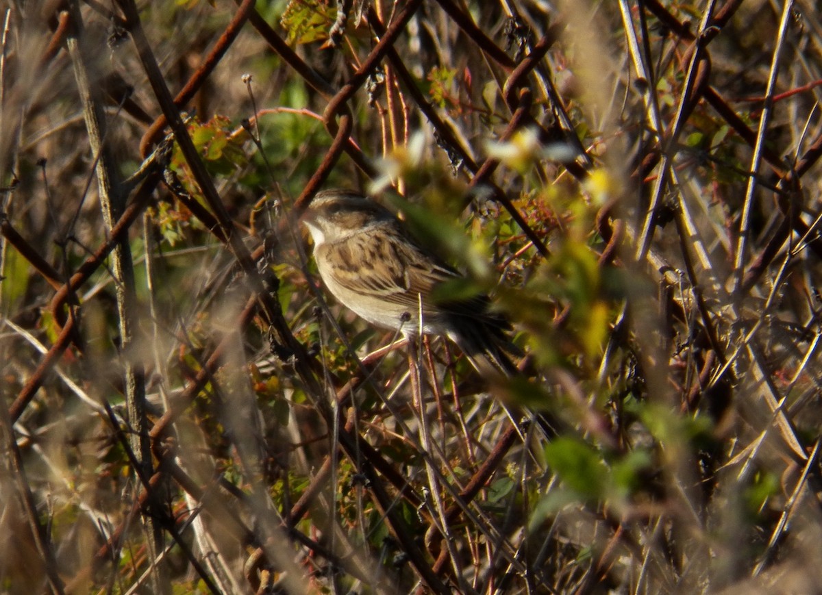 Clay-colored Sparrow - ML148221691