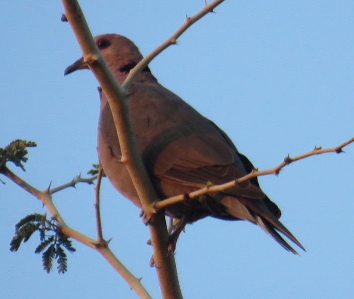 Red-eyed Dove - ML148222291