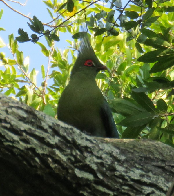 Schalow's Turaco - George and Teresa Baker