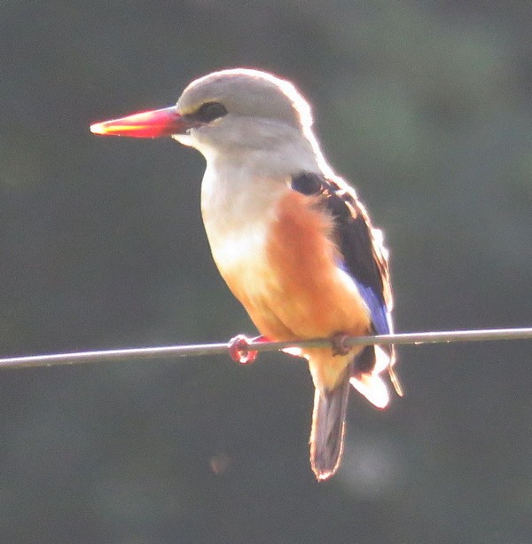 Gray-headed Kingfisher - George and Teresa Baker