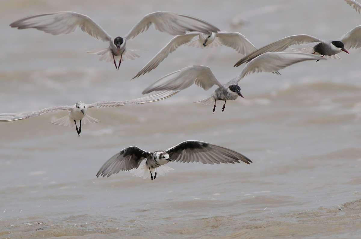 White-winged Tern - Neoh Hor Kee