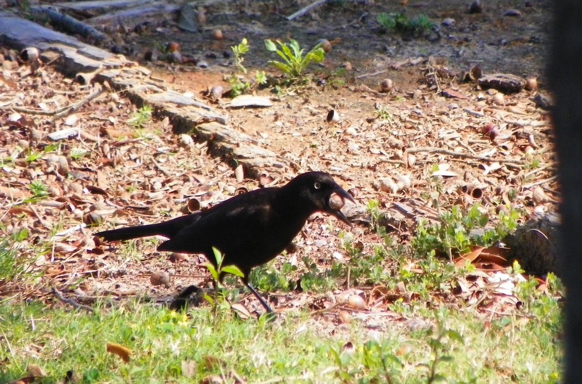 Common Grackle - ML148223081