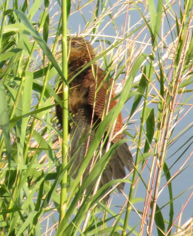 White-browed Coucal (White-browed) - ML148224341