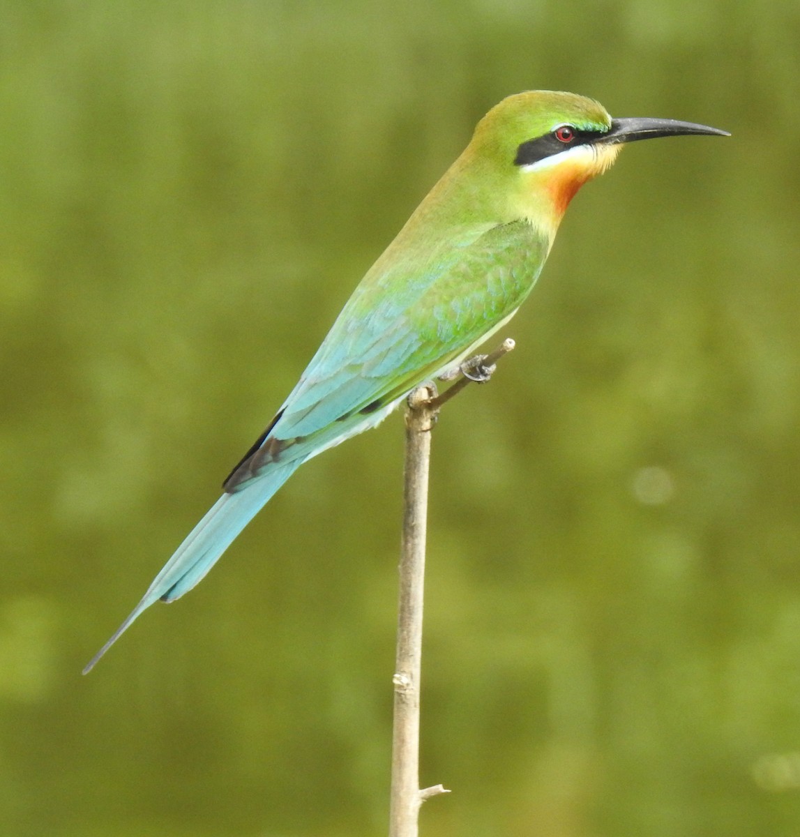 Blue-tailed Bee-eater - ML148224401