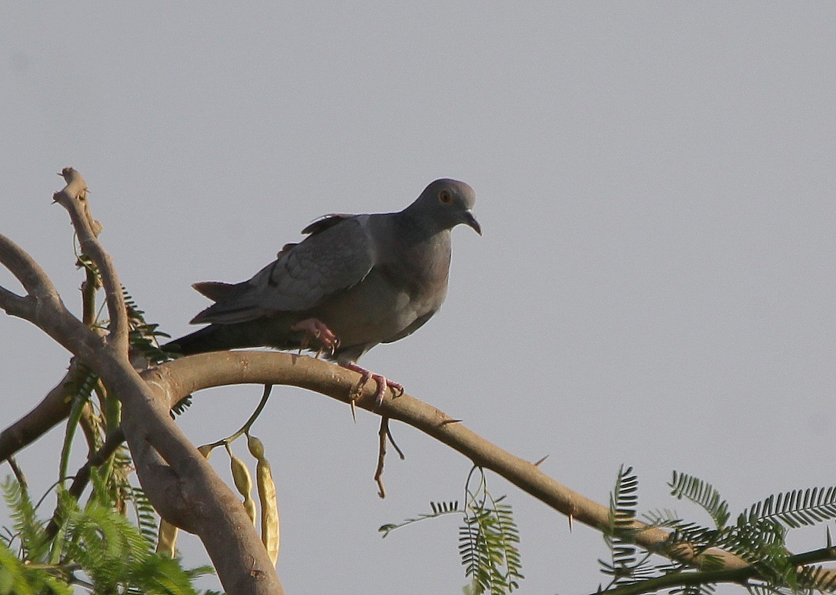 Yellow-eyed Pigeon - ML148224601